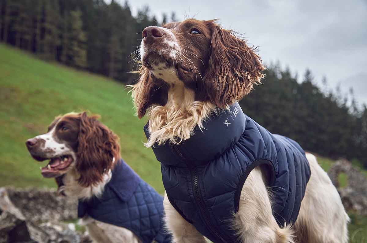 Hackett London x Hugo and Hudson: ropa más elegante para tu perro 2