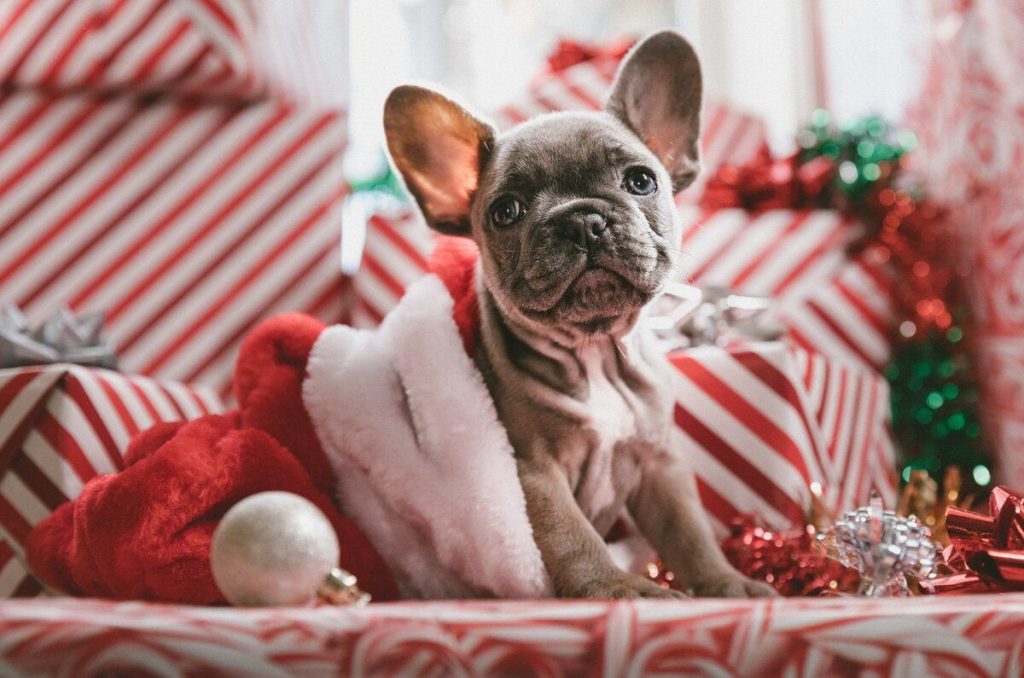 Perritos rescatados trabajarán como mensajeros de Santa y Reyes Magos