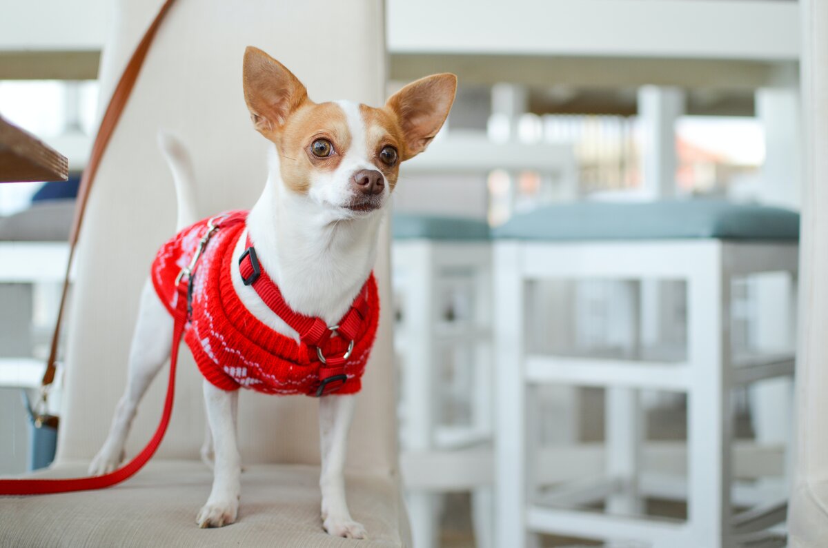 Ropa de paca para mascotas en CDMX