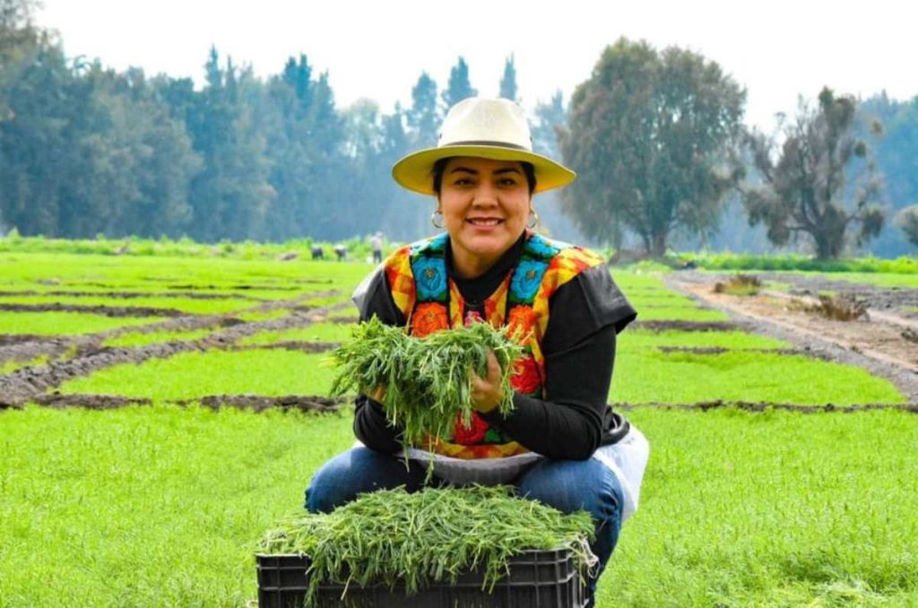 ¿Te tocó hacer la cena? Habrá mega venta de romeritos en CDMX