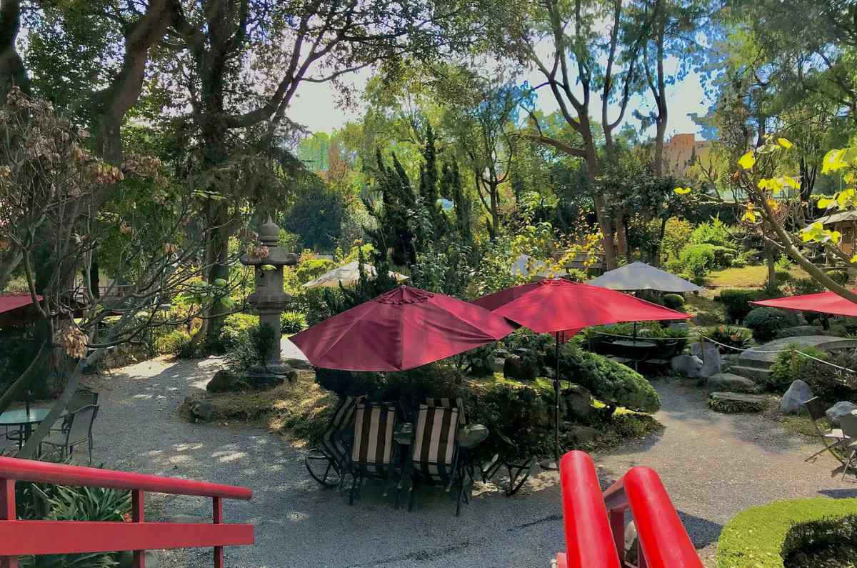 Habrá bazarcito japonés GRATIS en CDMX ¡con venta de árboles de sakura!