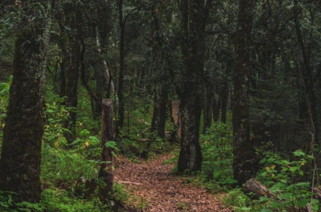 Trail Running en Querétaro: ¡corre en las mejores rutas naturales! 2