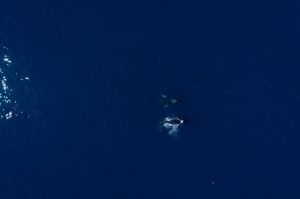 Temporada de ballenas 2024: destinos en México donde se pueden ver