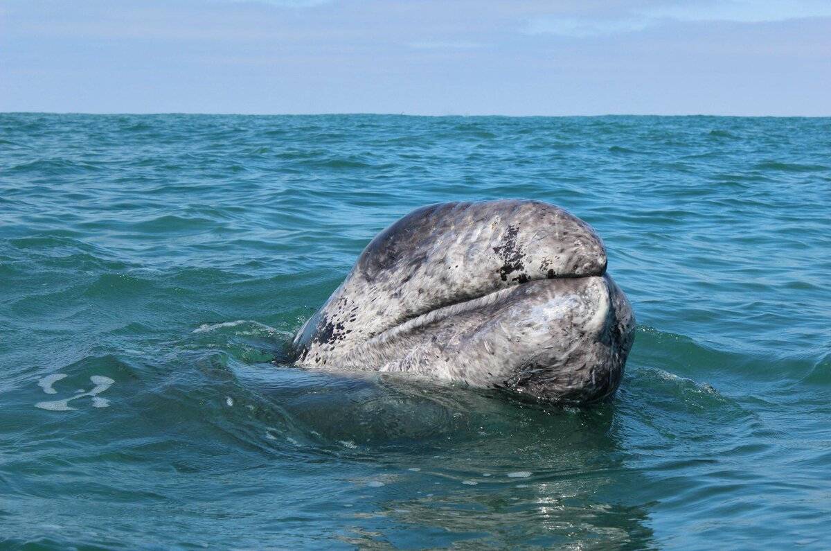 Dónde ver ballenas en México 2024
