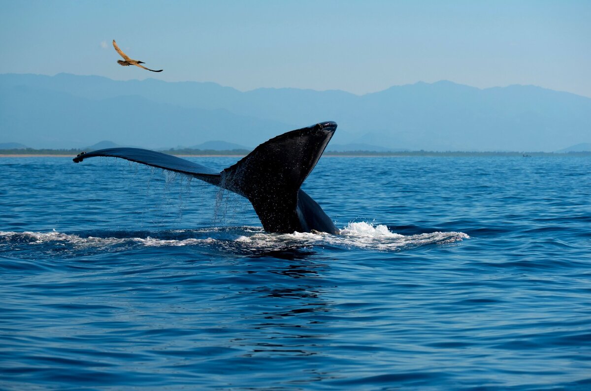 Temporada de ballenas 2024: destinos en México donde se pueden ver 2