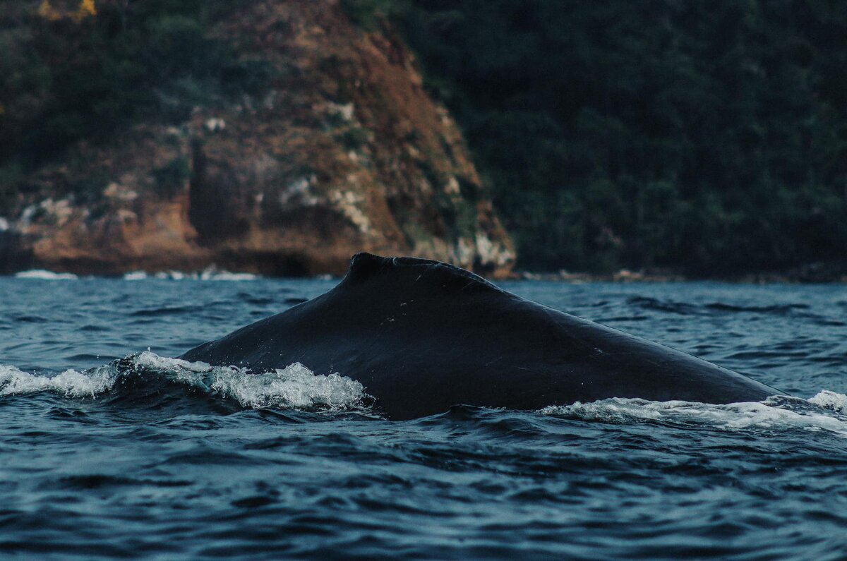 Temporada de ballenas 2024: destinos en México donde se pueden ver 3
