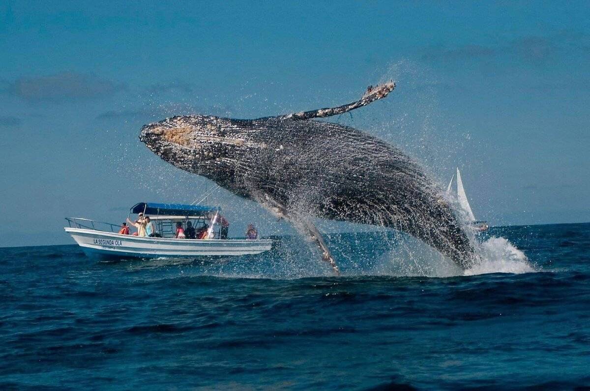Temporada de ballenas 2024: destinos en México donde se pueden ver 4