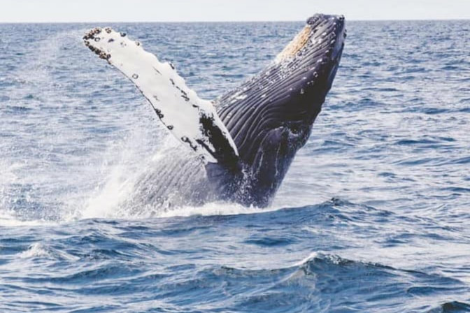 Dónde ver ballenas en México