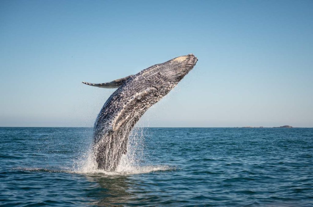 Avistamientos de ballenas