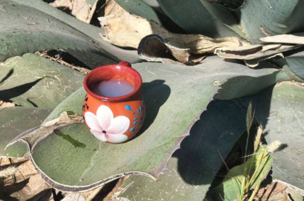 Todo lo que necesitas saber sobre el pulque y maguey mexicano