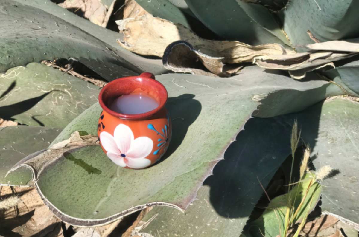 festival-ancestral-un-homenaje-al-pulque-y-la-mexicanidad-2