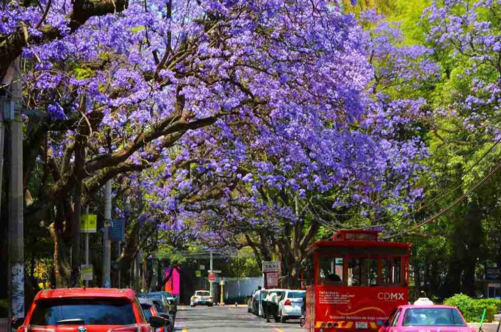 florecen-jacarandas-en-enero-senal-de-alerta