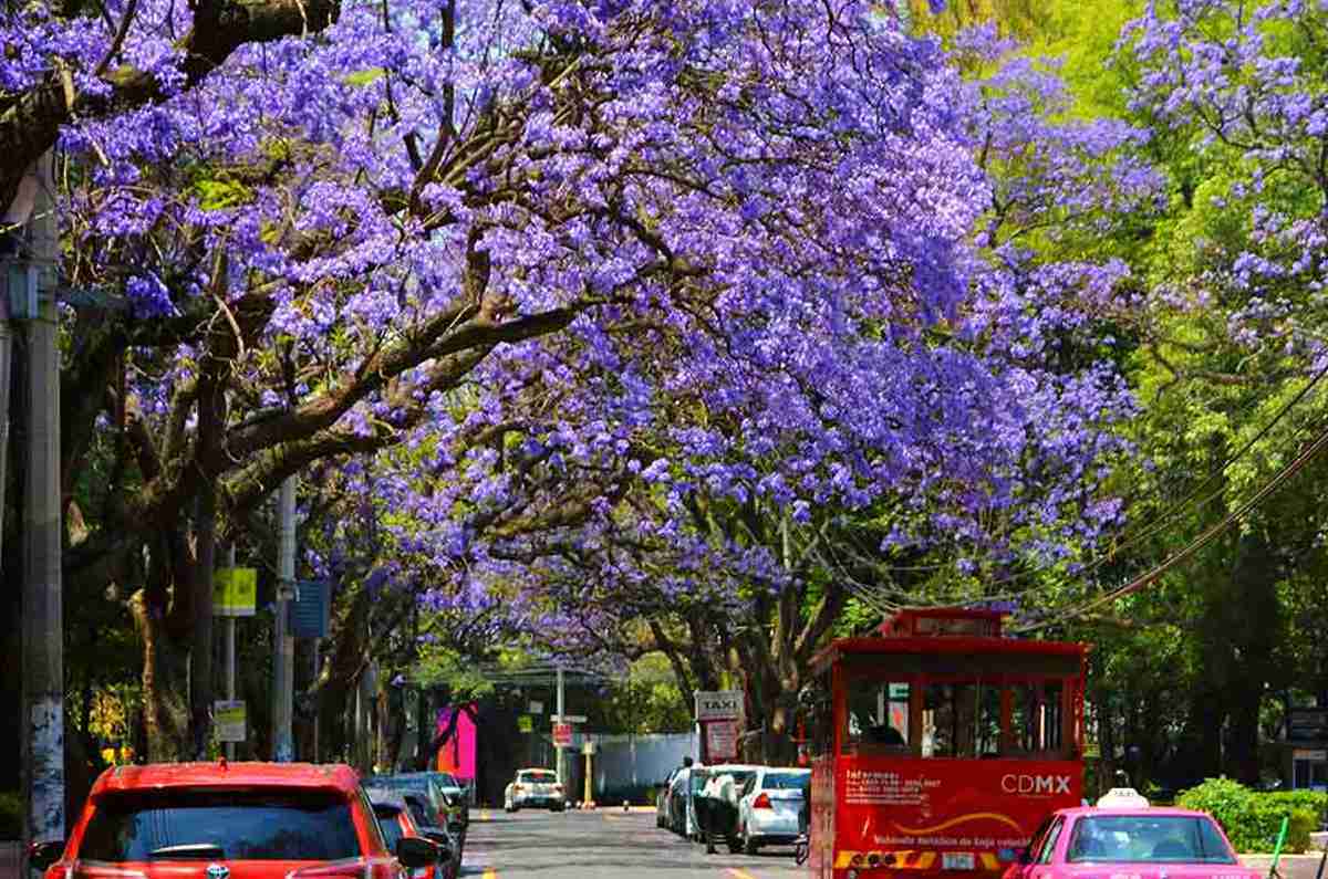 ¿Se adelanta la primavera? Florecen jacarandas en invierno, señal de alerta