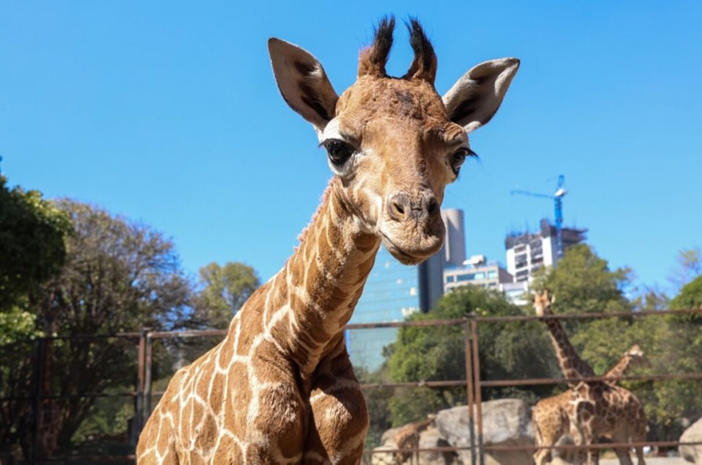 El Zoológico de Chapultepec tiene una nueva jirafa bebé; así puedes votar por su nombre
