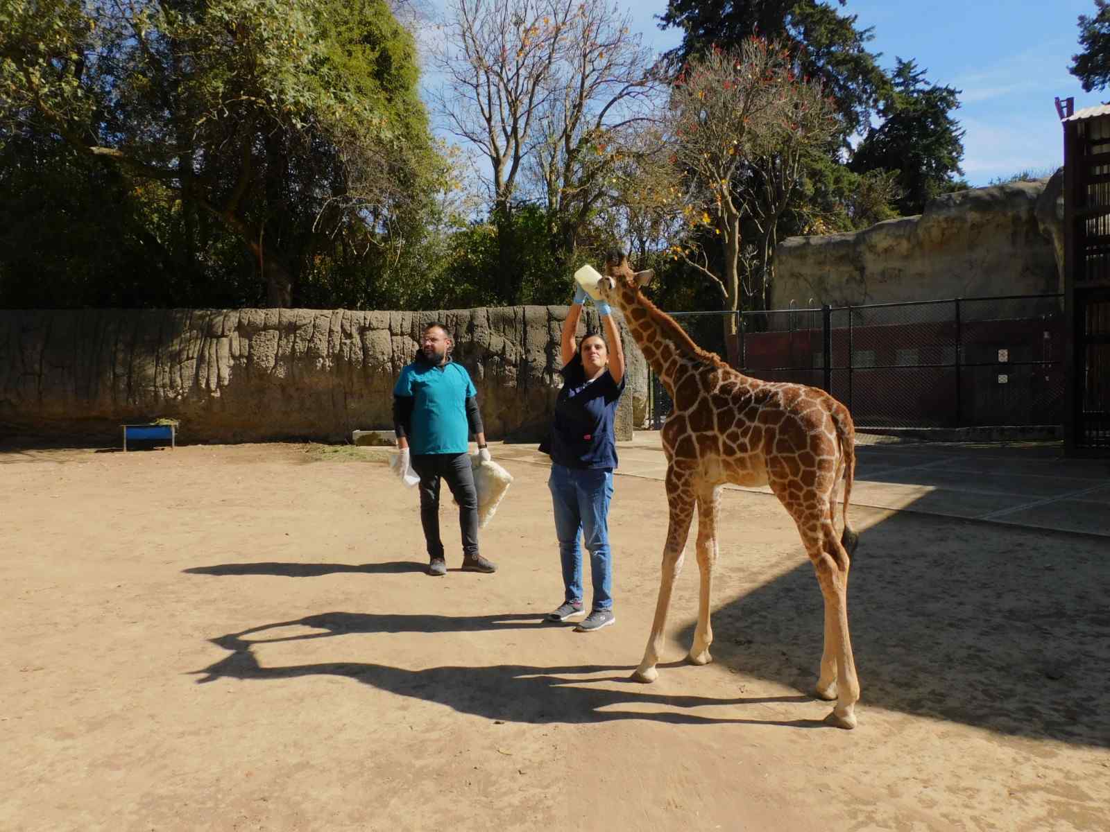 El Zoológico de Chapultepec tiene una nueva jirafa bebé; así puedes votar por su nombre 0