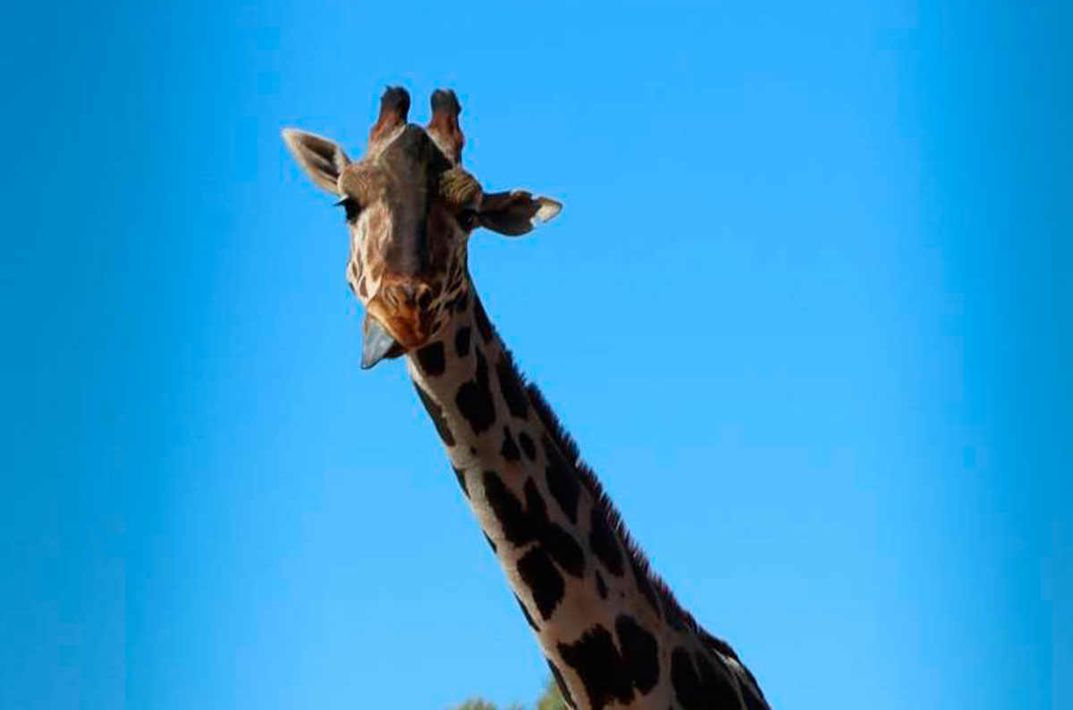 La jirafa Benito ya está en Africam Safari