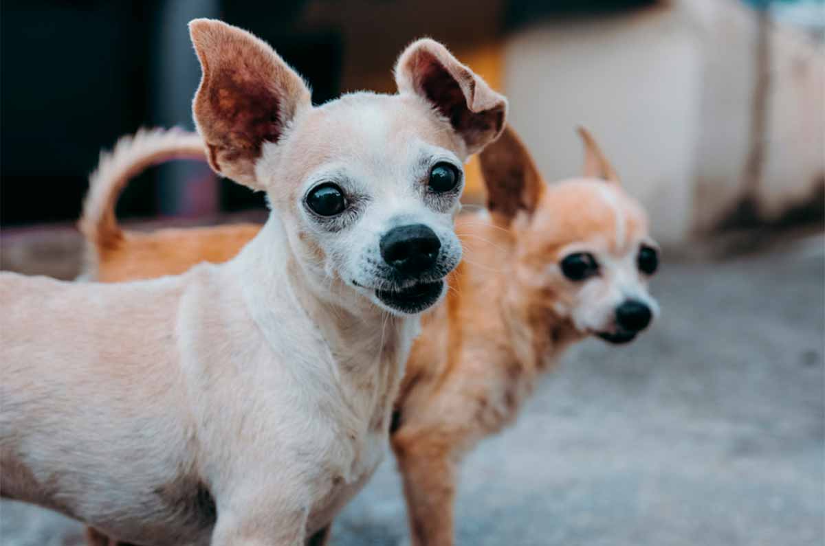 ¡En 2024 abrirán clínicas veterinarias públicas en México!