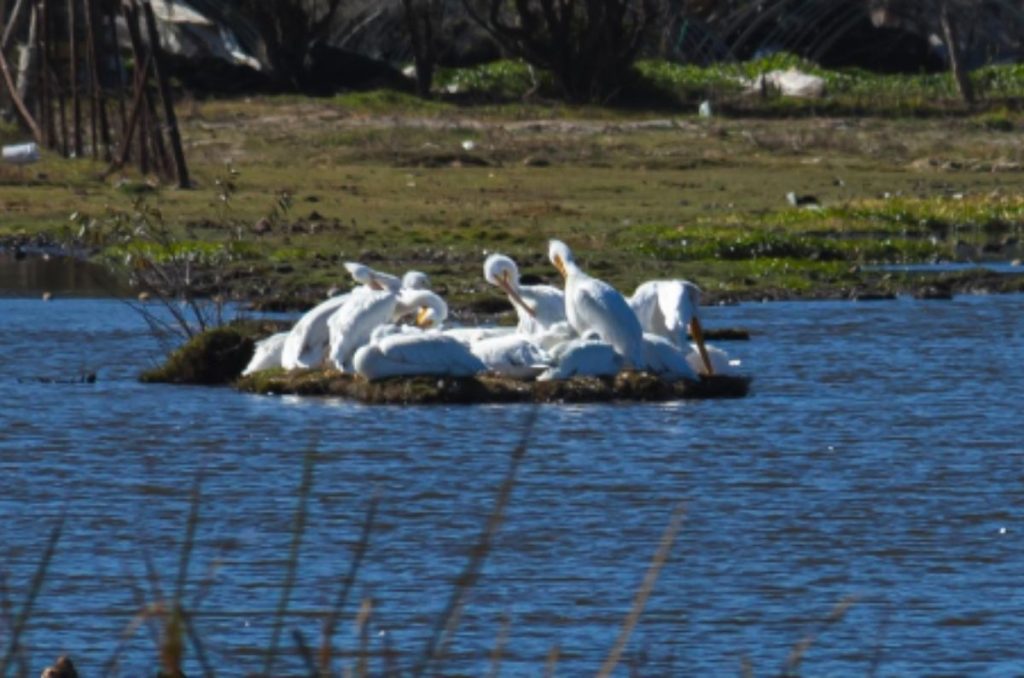 pelicanos-blancos-americanos-destacada