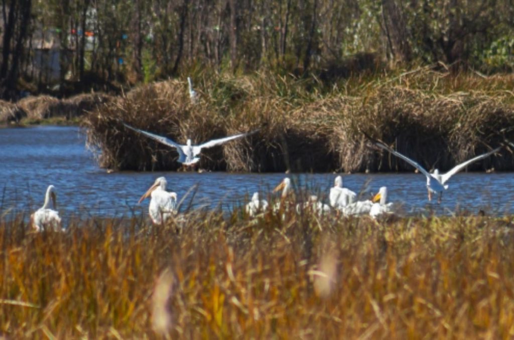 pelicanos-blancos-americanos-en-reposo