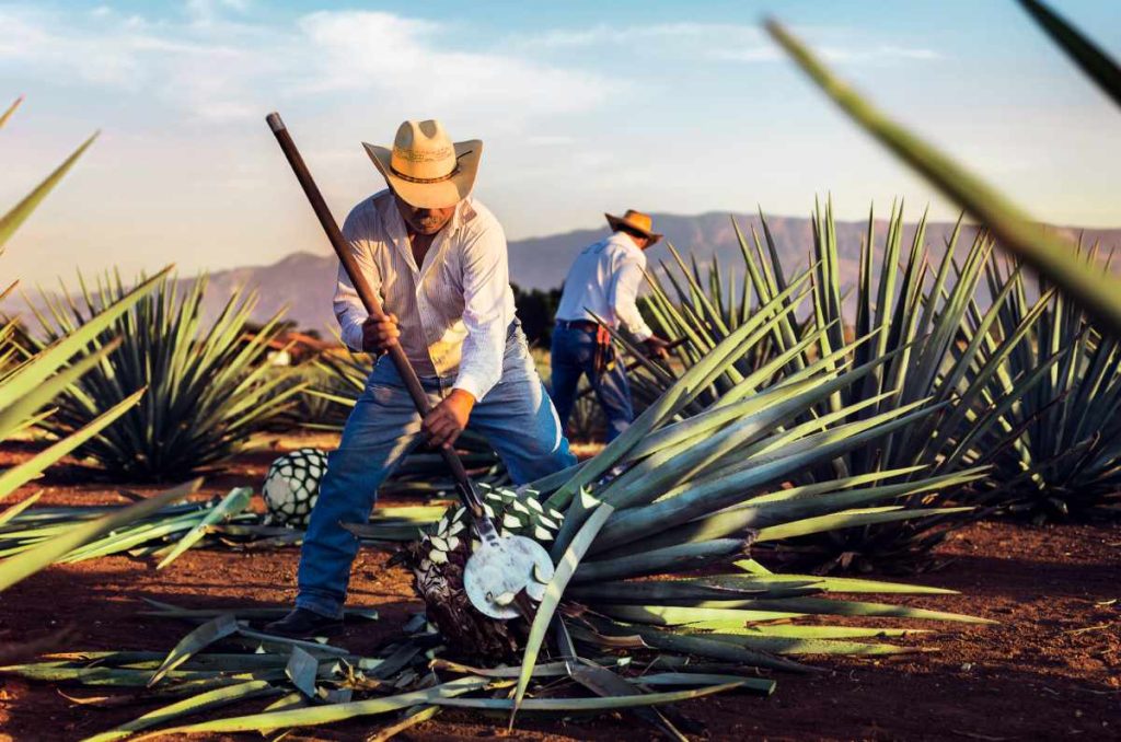 Tequila, Jalisco