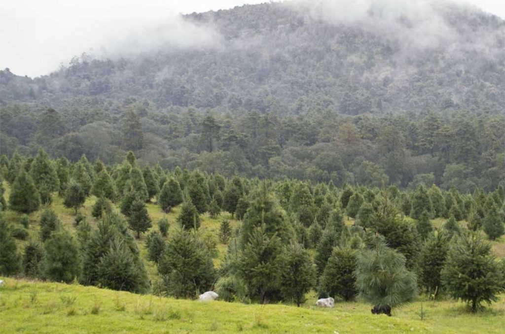 recolecta-árbol-de-navidad