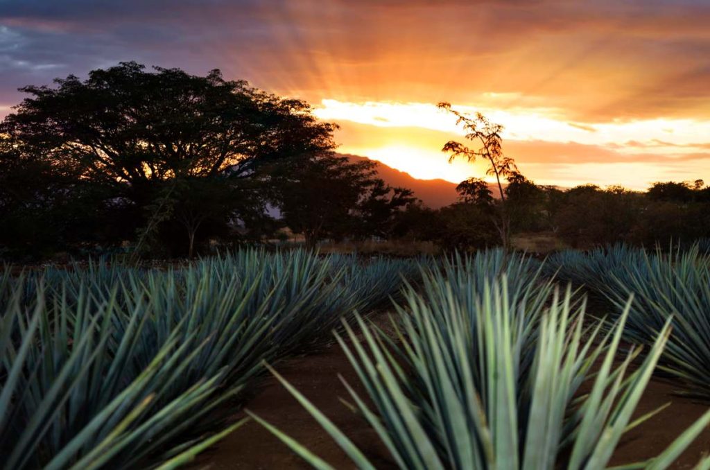 6 planes Tequila, Jalisco