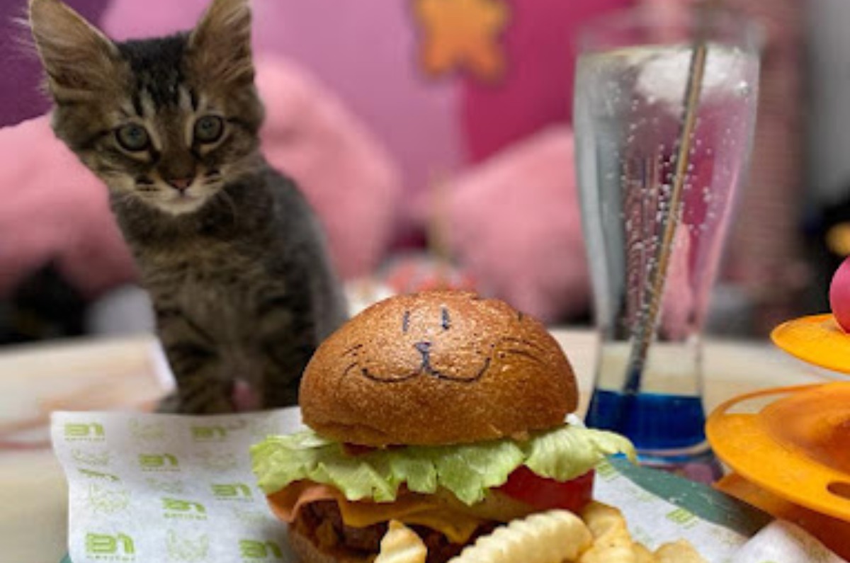 31 Gatitos: la adorable cafetería que también es un refugio de michis ¡Lo más cute!