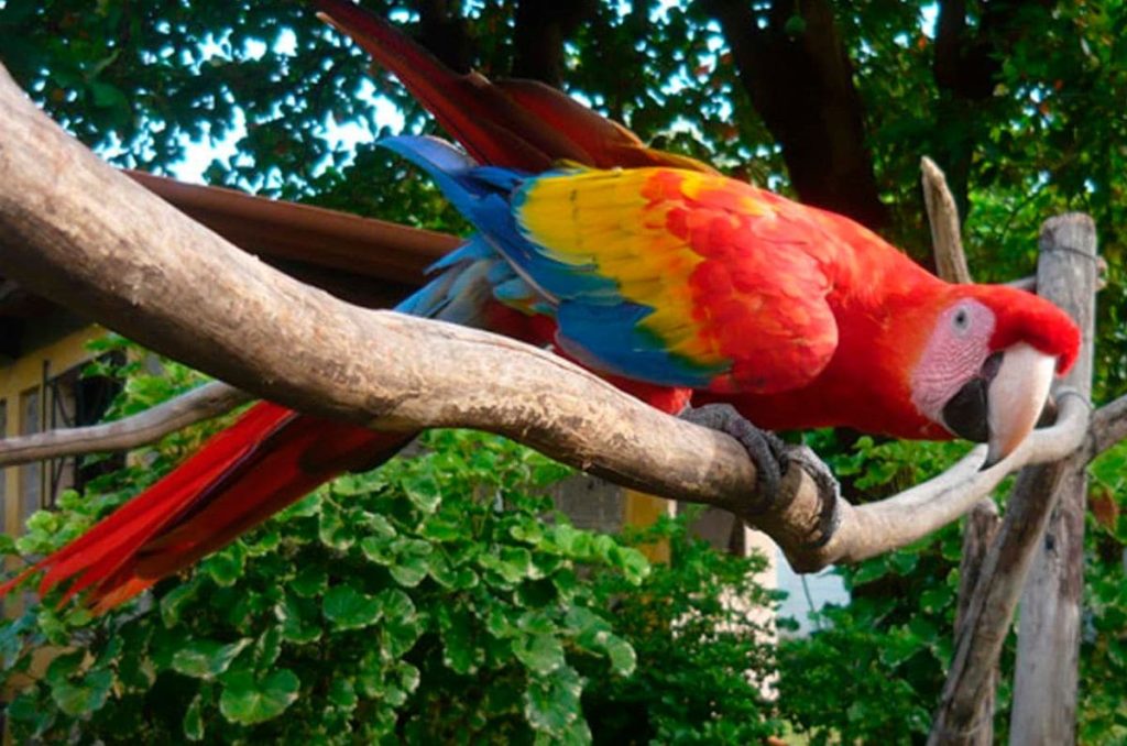 La CDMX tiene un aviario y puedes visitarlo por solo ¡8 pesos!