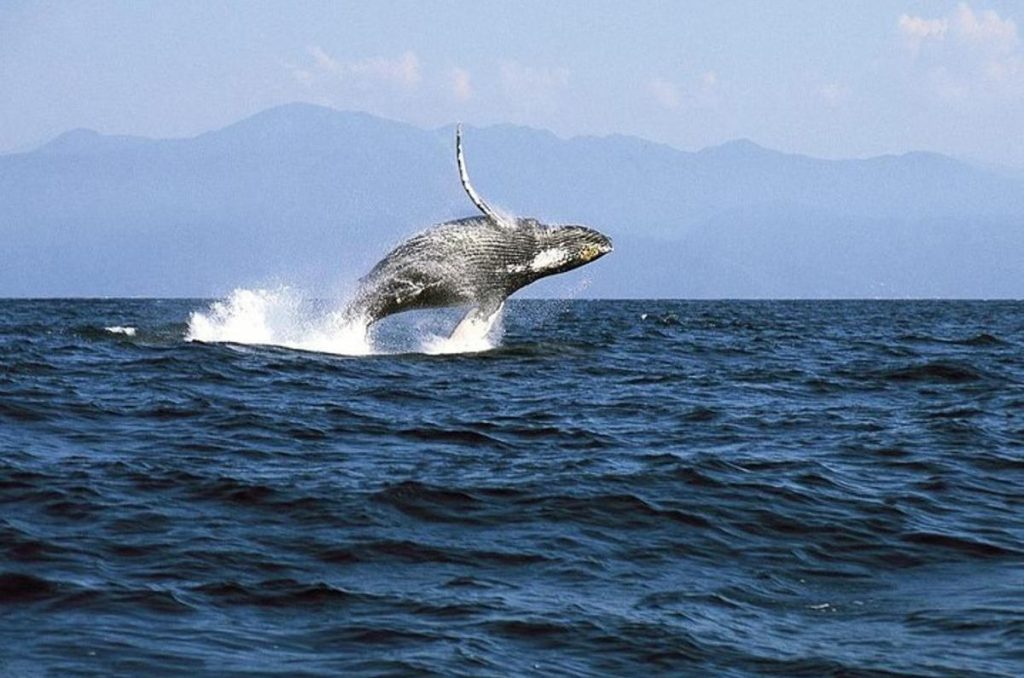 avistamiento-ballenas-nuevo-nayarit-ballena-saltando
