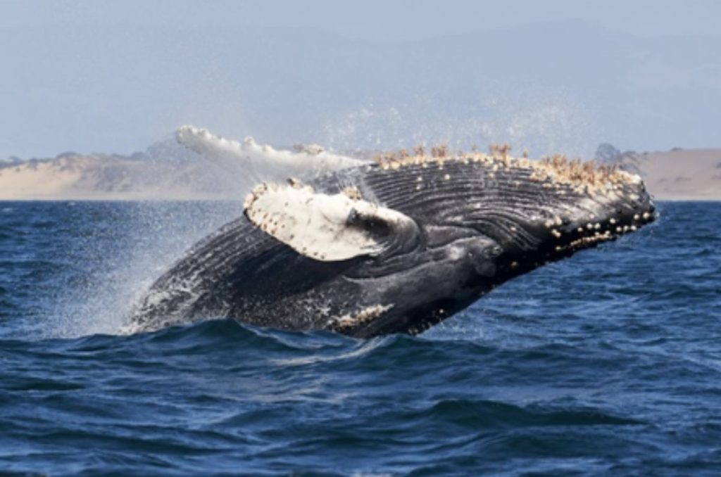 avistamiento-ballenas-nuevo-nayarit-destacada