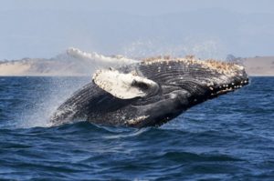 Avistamiento de ballenas en Nuevo Nayarit, una aventura única