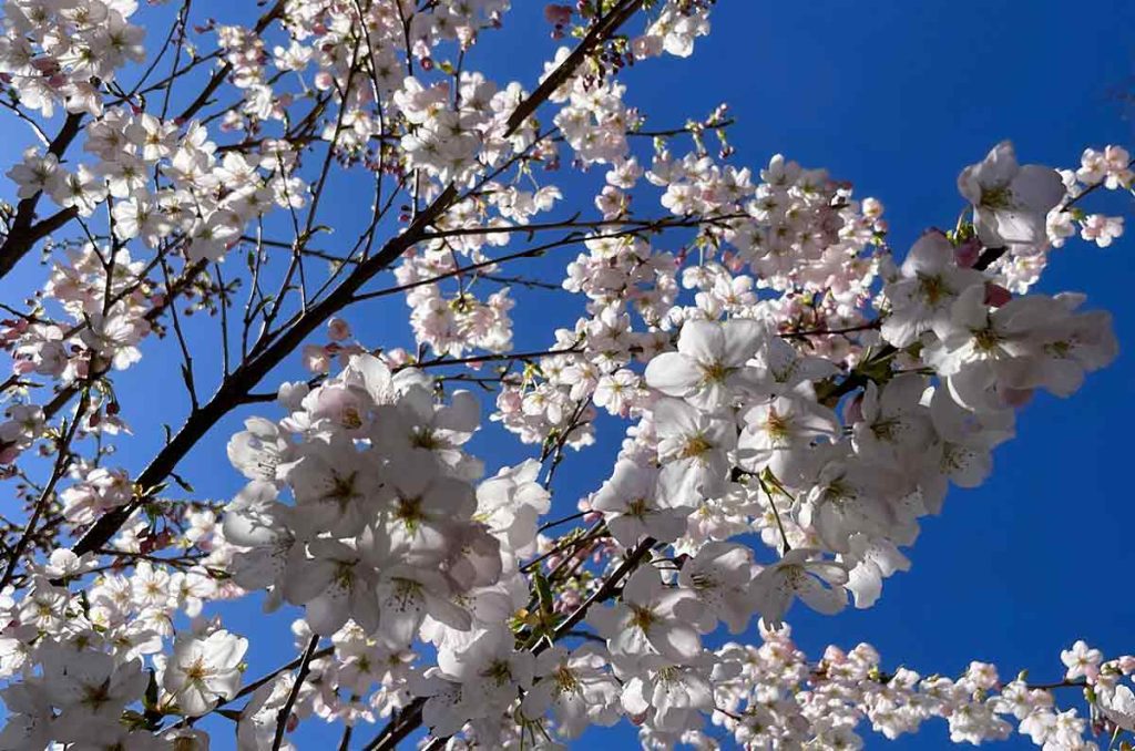 Cerezos en Vancouver