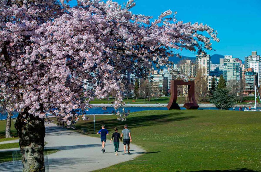 Vancouver: dónde ver cerezos