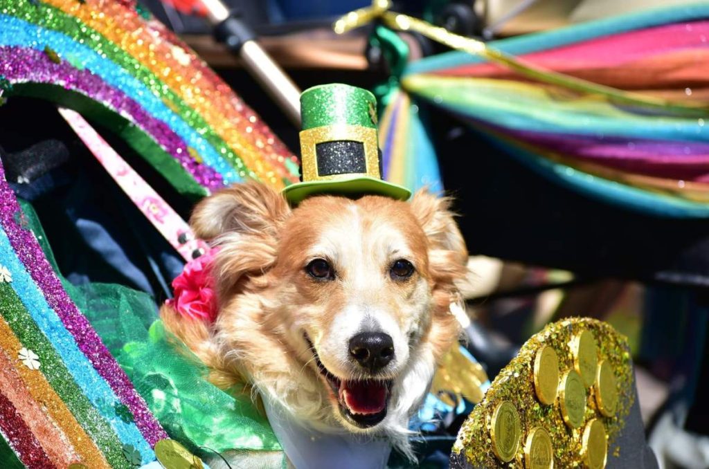 desfile san patricio 2024