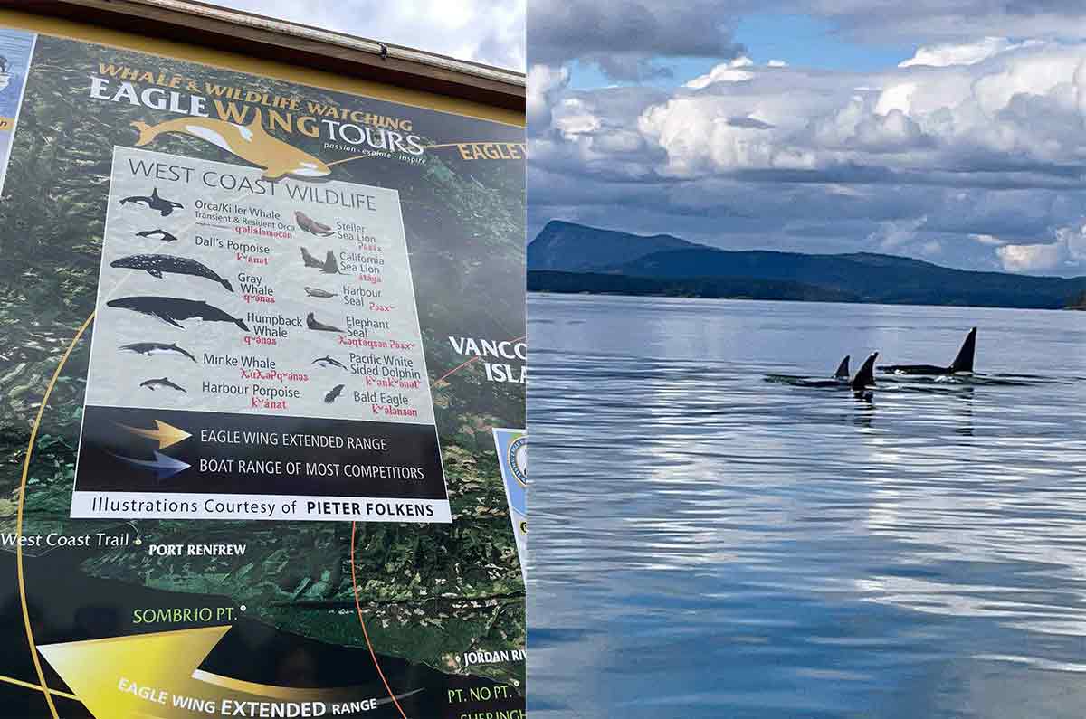 eagle-wing-tour-victoria