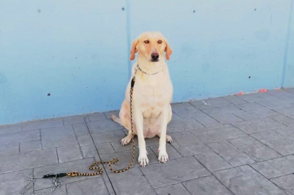 Mejora la comunicación con tu mascota con un adiestramiento canino