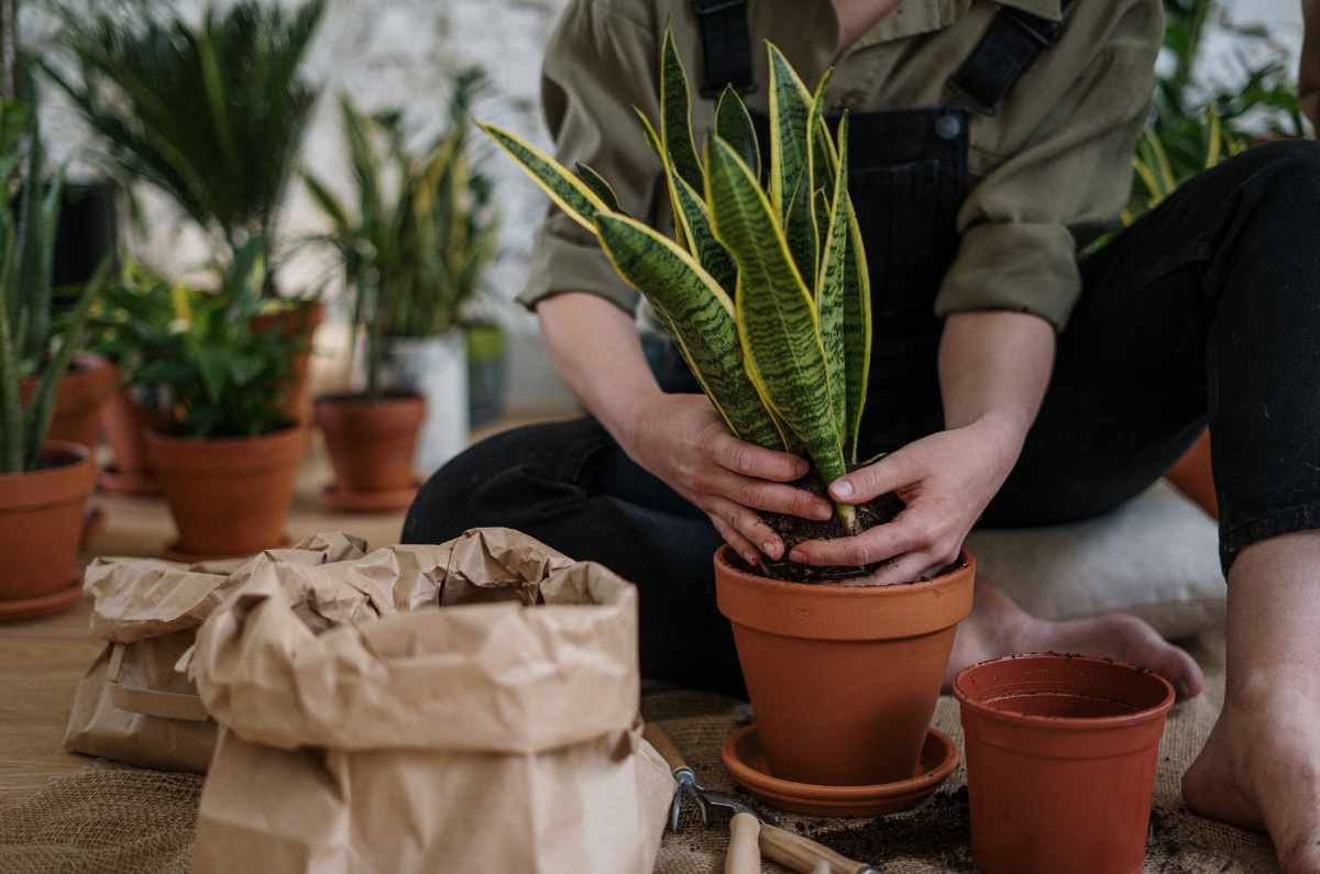 Habrá un Festival de Macetas en CDMX ¡El paraíso para la señora de las plantas!