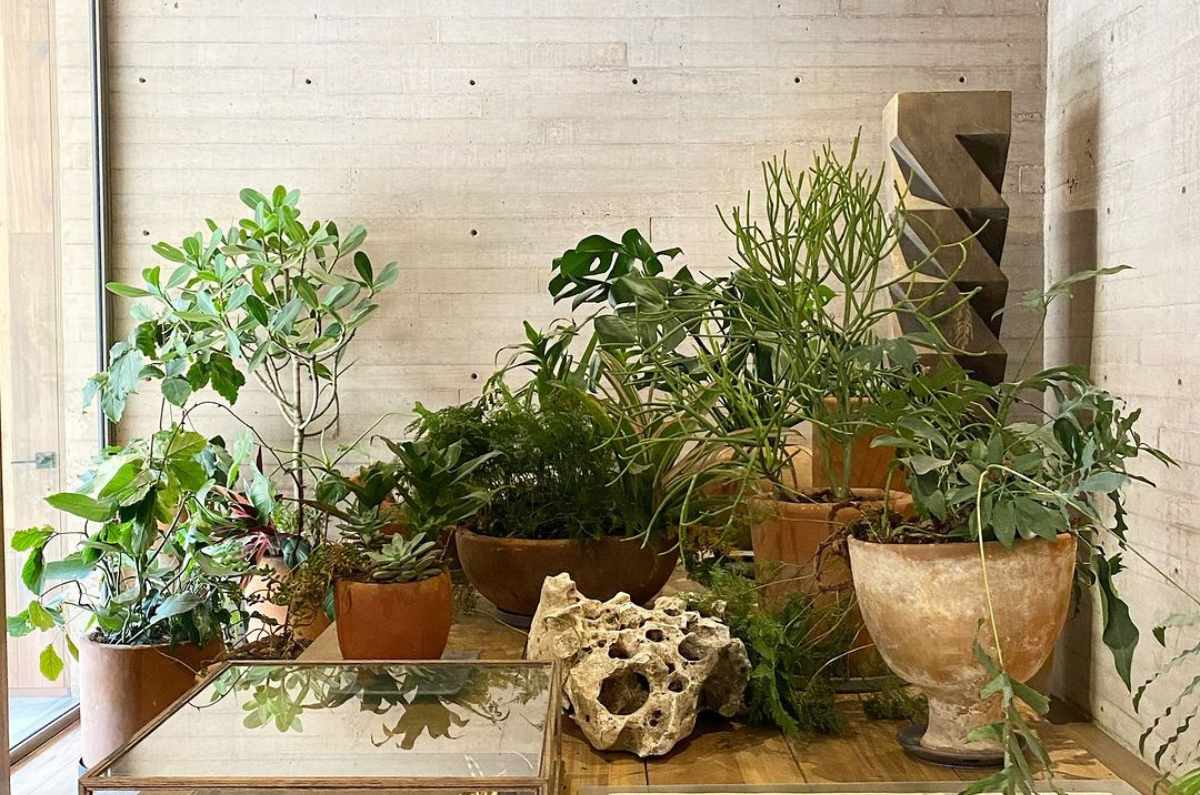 Foto: Dealer de Plantas vía Instagram (@dealerdeplantas)