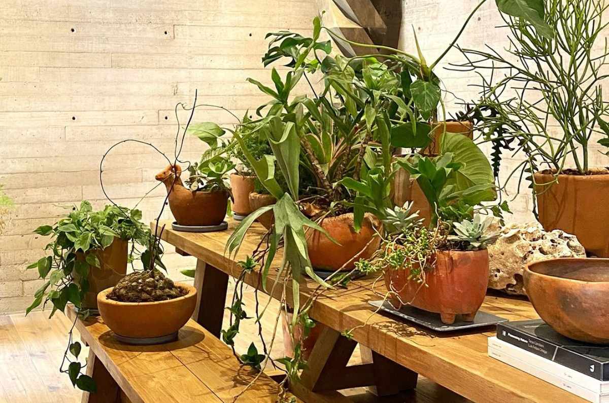 Foto: Dealer de Plantas vía Instagram (@dealerdeplantas)