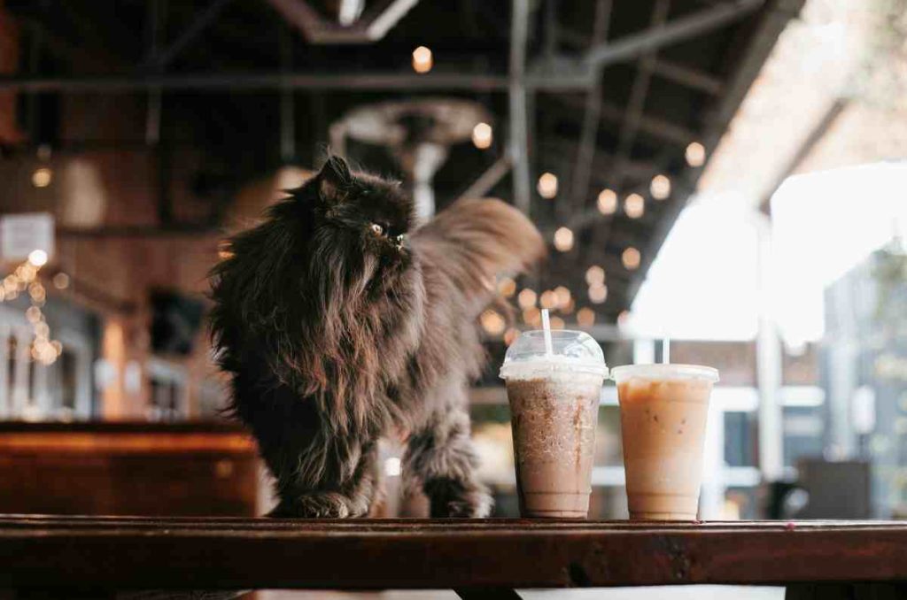 Conoce estos cat cafés en México