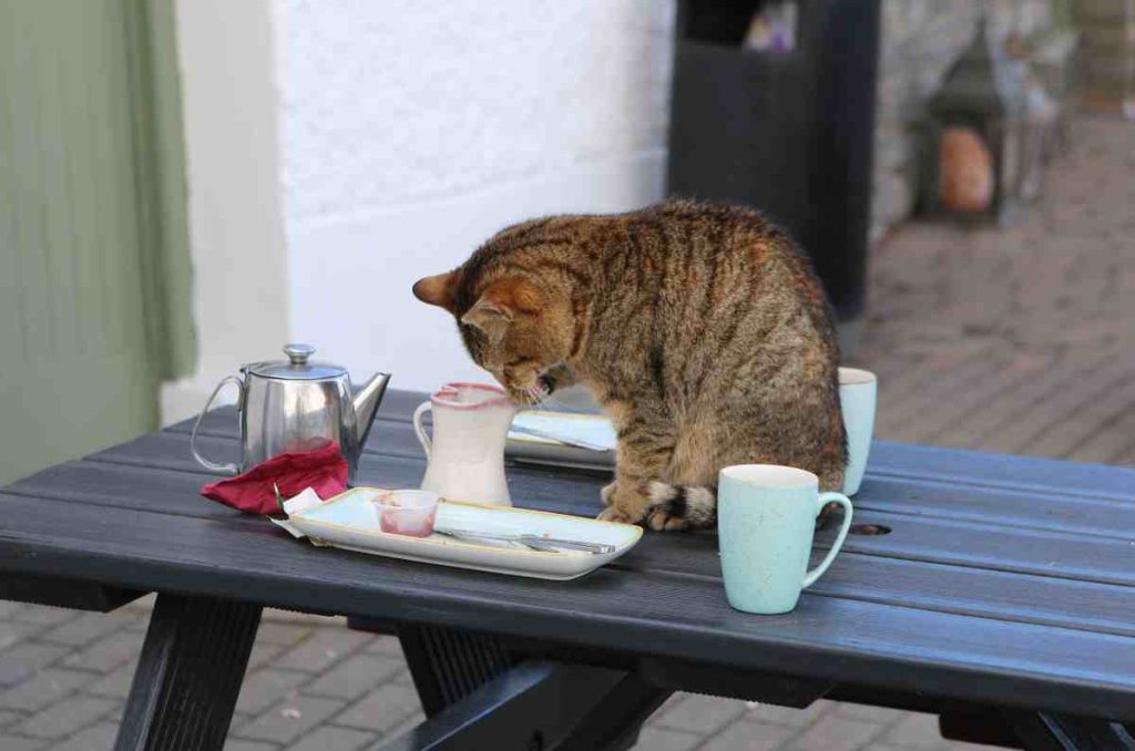 Descubre 6 lugares para tomar café rodeado de gatitos en México
