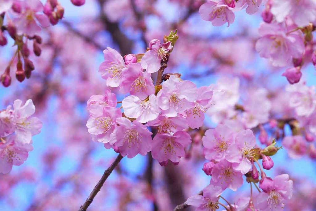 Primavera en Japón: Descubre las maravillas de los Cerezos 2