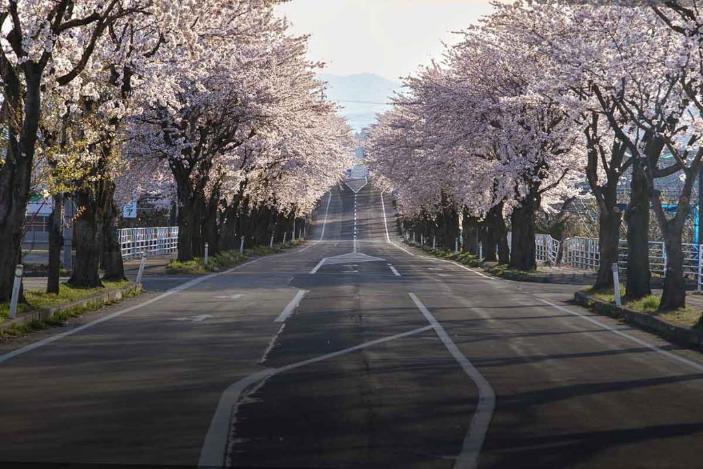 Primavera en Japón: Descubre las maravillas de los Cerezos 1