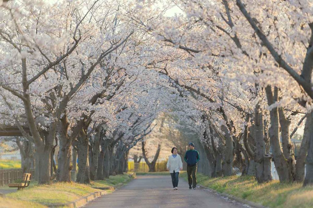 Primavera en Japón: Descubre las maravillas de los Cerezos 3