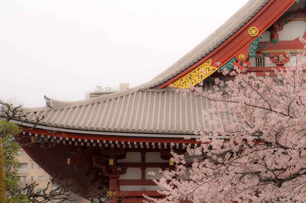 Primavera en Japón: Descubre las maravillas de los Cerezos 0