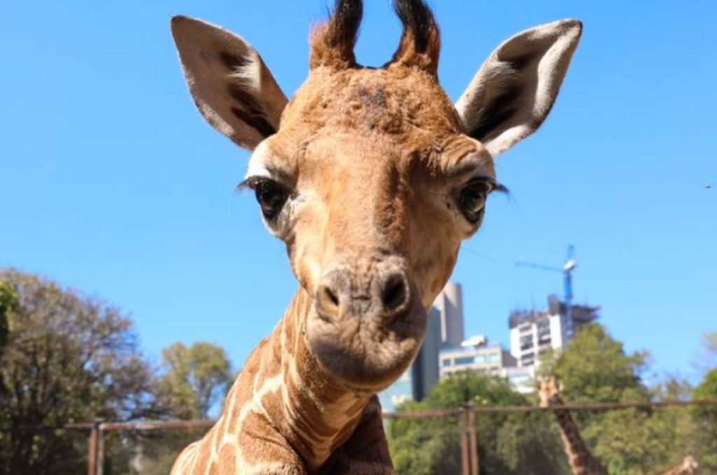 jirafa-zoologico-de-chapultepec-destacada