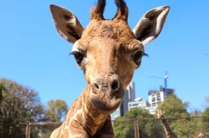 Bartolomeo, la jirafa nacida en el zoológico de Chapultepec