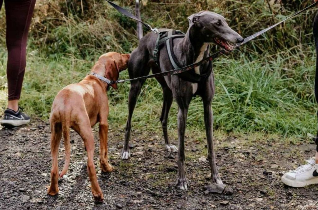 paseador-de-perros-bosque