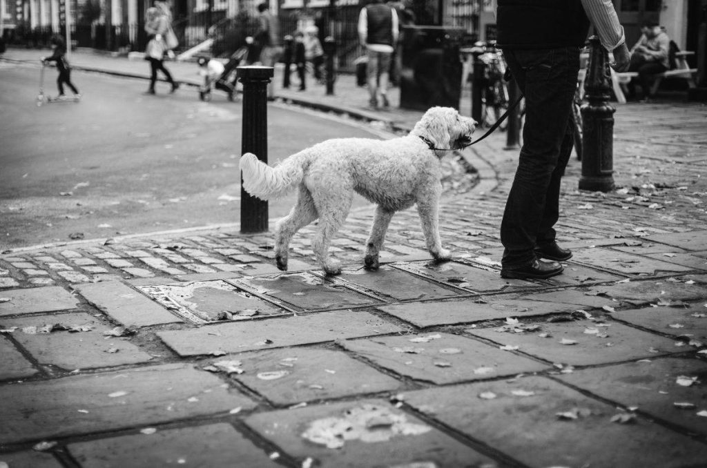 Conviértete en paseador de perros certificado por Agatan 0