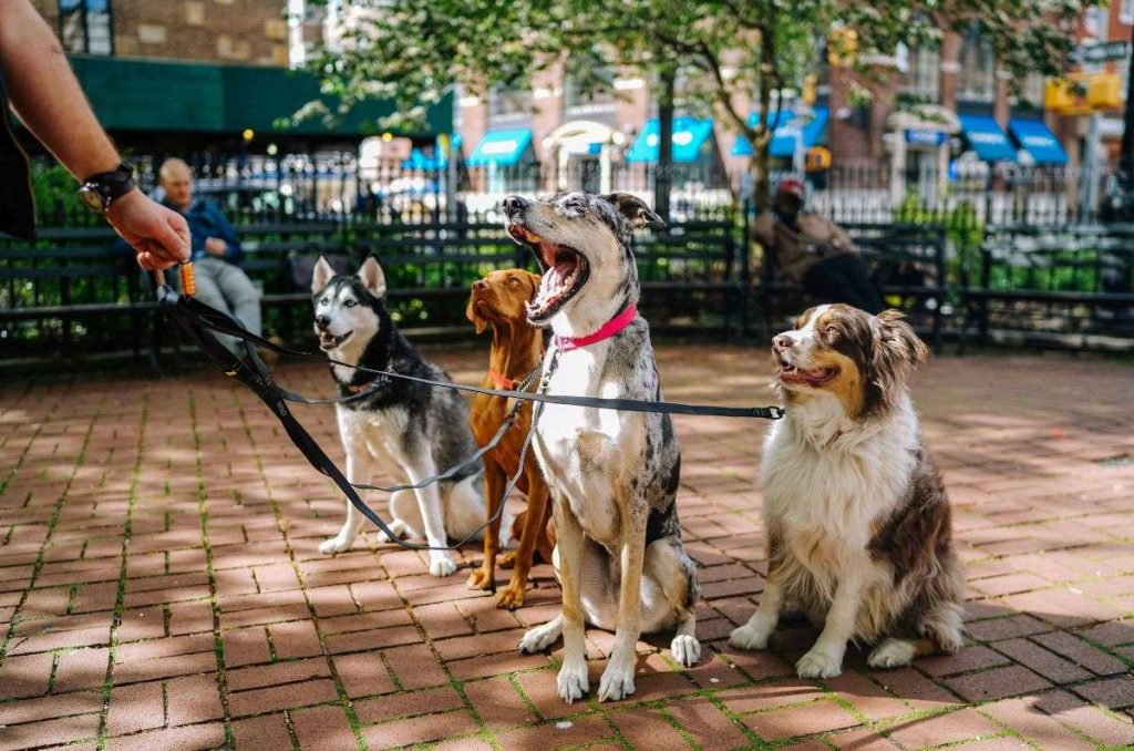 paseador-de-perros-destacada